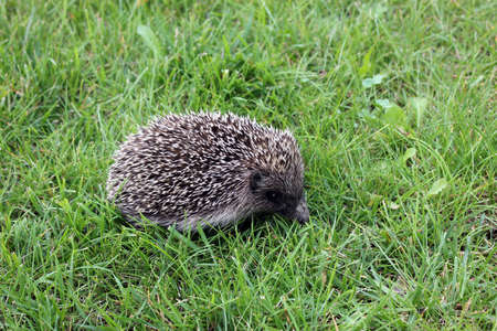 Hedgehog in a me meadowの写真素材