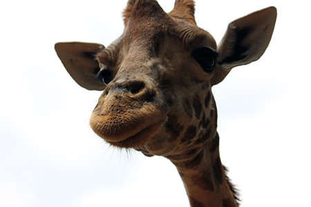 A portrait of a wild giraffe, shot in the Maasai Mara National Reserve, Kenya.の写真素材