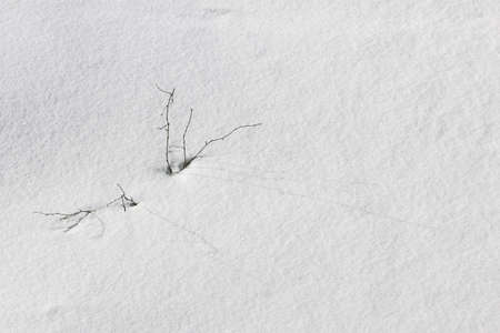 Winter, snow, branch under snow in forest. Nature background in cold tones with free space for text.の写真素材