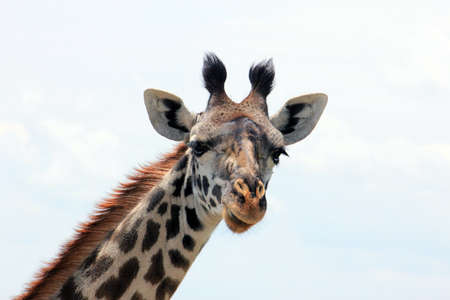 A portrait of a wild giraffe, shot in the Maasai Mara National Reserve, Kenya.の写真素材