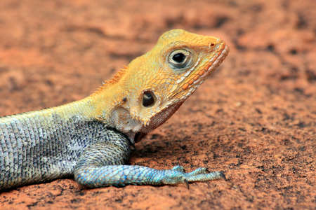 Kenyan Rock Agama (Agama lionotus) lying on stone. Tsavo West National Park, Kenya. Soft focus. His known as one of the most colorful and attractive lizards in the world.の写真素材