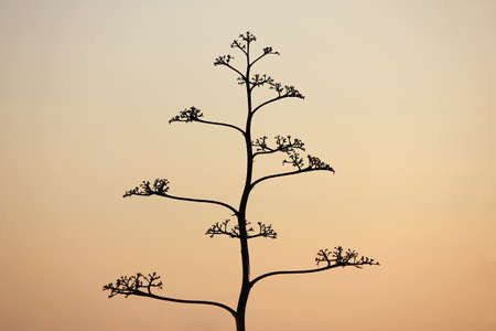 Agave branch silhouette on colorful sunrise sky. Malta island.
