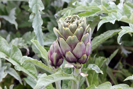 An artichoke flower bud with a green out of focus background. Fresh homegrown green vegetable.の写真素材