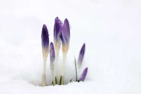 Crocus in Snow. Spring is coming. One of the first plants to poke out some foliage and quickly bloom is the crocus.の写真素材