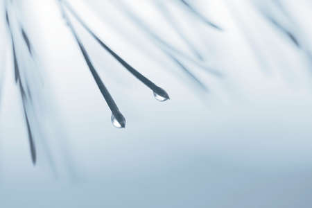 Water drops on pine needles. Two pine needles in the foreground. Soft focus.