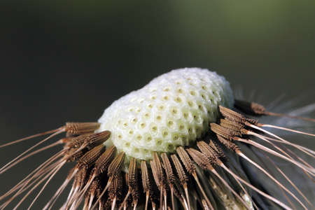 The flower heads are yellow color, and are open in the daytime. The tuft of hairs on each seed of dandelions assists dispersal by the wind. Soft focus. Close-up.の写真素材