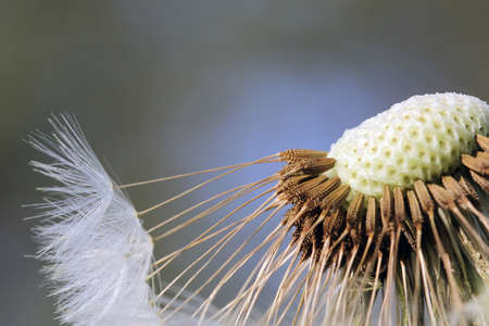 The flower heads are yellow color, and are open in the daytime. The tuft of hairs on each seed of dandelions assists dispersal by the wind. Soft focus. Close-up.の写真素材