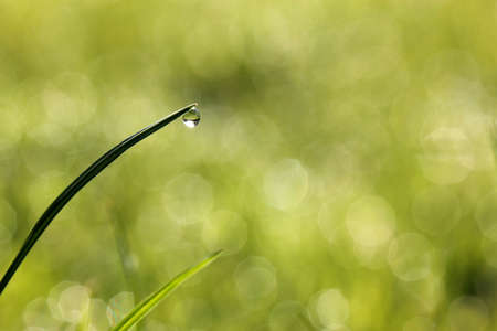 Fresh green grass with water droplet in sunshine. Close-up. Nature Background.の写真素材