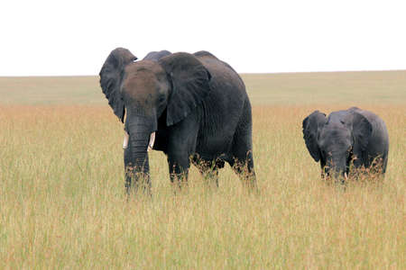Baby elephant and mom. Masai Mara National Reserve, Kenya, South Africa.の写真素材