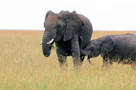 Baby elephant breastfeeding his mother. Masai Mara National Reserve, Kenya, South Africa.の写真素材