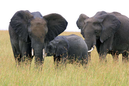 Baby elephant breastfeeding his mother. Masai Mara National Reserve, Kenya, South Africa.の写真素材