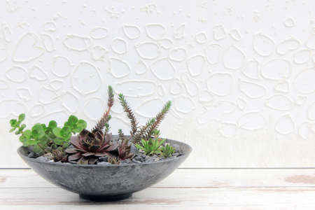 Small succulent plants in pots in home interior on the wooden table. Room interior decoration. Soft focus on white painting background.の写真素材