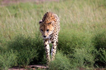 Cheetah looking to savanna. Portrait of wild cheetah. Masai Mara National Reserve, Kenya, South Africa.の写真素材