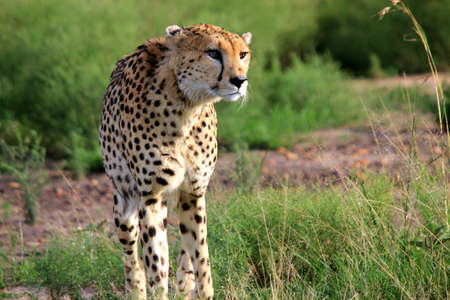 Cheetah looking to savanna. Portrait of wild cheetah. Masai Mara National Reserve, Kenya, South Africa.の写真素材