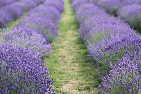 Lavender flowers in the field. Soft focus, close-up macro image with blurred background.の写真素材
