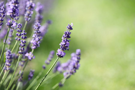 Lavender flowers in the field. Soft focus, close-up macro image with blurred background.の写真素材