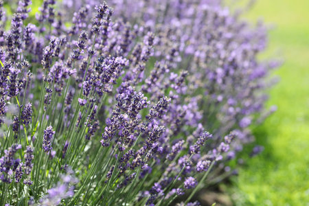 Lavender flowers in the field. Soft focus, close-up macro image with blurred background.の写真素材