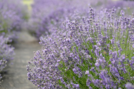 Lavender flowers in the field. Soft focus, close-up macro image with blurred background.の写真素材