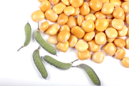 A close-up of yellow lupini beans and fuzzy green pods scattered on a white surface.の写真素材