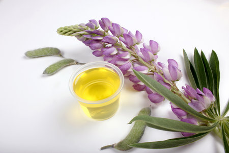 A tranquil still life with lupine flowers and a cup of oil on a light background.の写真素材
