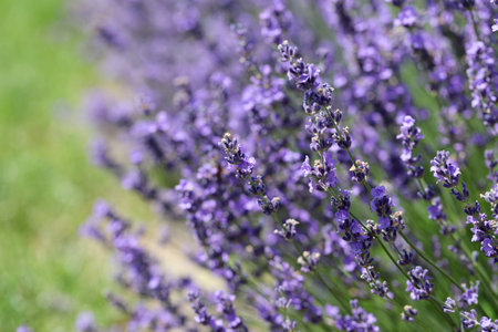 Lavender flowers in field. Soft focus, close-up macro image with blurred background.の写真素材