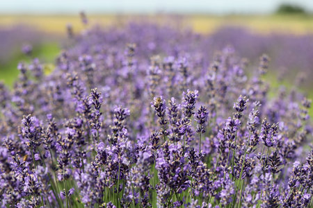 Lavender flowers in field. Soft focus, close-up macro image with blurred background.の写真素材