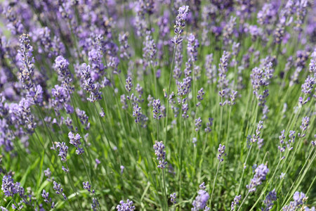 Lavender flowers in field. Soft focus, close-up macro image with blurred background.の写真素材