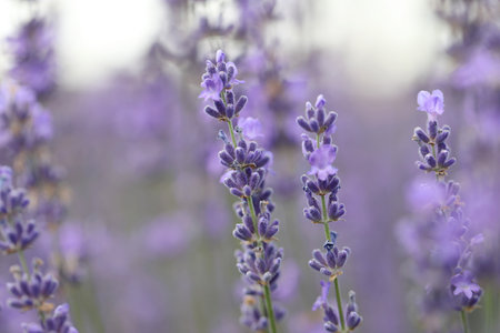 Lavender flowers in field. Soft focus, close-up macro image with blurred background.の写真素材