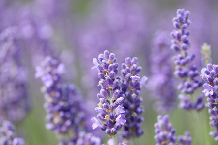 Lavender flowers in field. Soft focus, close-up macro image with blurred background.の写真素材