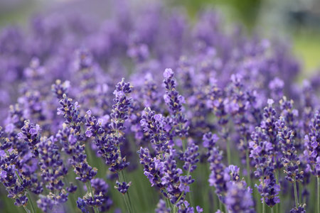 Lavender flowers in field. Soft focus, close-up macro image with blurred background.の写真素材