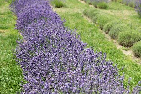 Lavender flowers in field. Soft focus, close-up macro image with blurred background.の写真素材