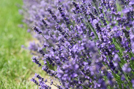 Lavender flowers in field. Soft focus, close-up macro image with blurred background.の写真素材