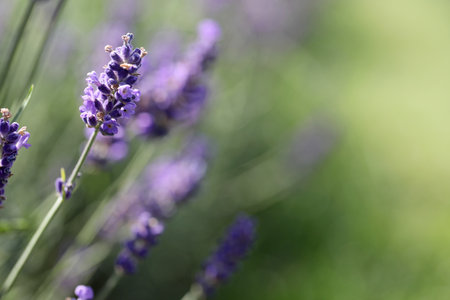 Lavender flowers in field. Soft focus, close-up macro image with blurred background.の写真素材