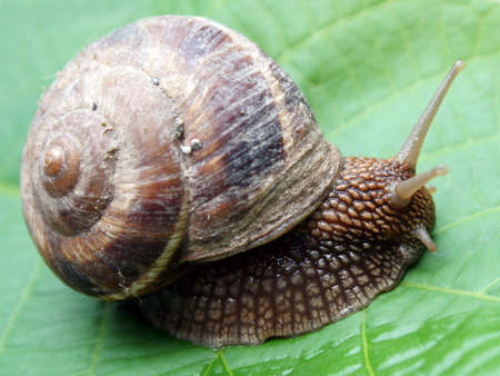 snailの写真素材