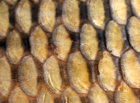 fish backgroundの写真素材