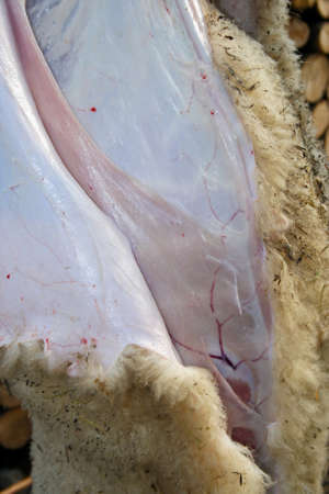 Shepherd peels the skin off the lambの写真素材