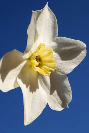 White daffodil flowerの写真素材