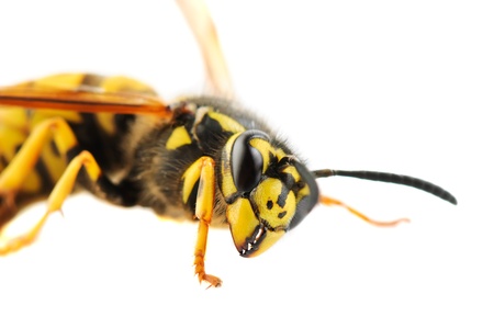 Wasp detailed portrait on white backgroundの写真素材