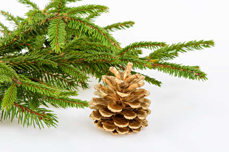 Golden pine cone with conifer on white background