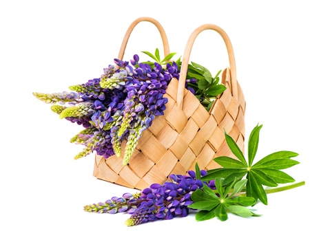 Beautiful lupine bouquet in basket isolated on white backgroundの写真素材