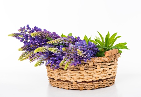 Beautiful lupine bouquet in basket on white backgroundの写真素材