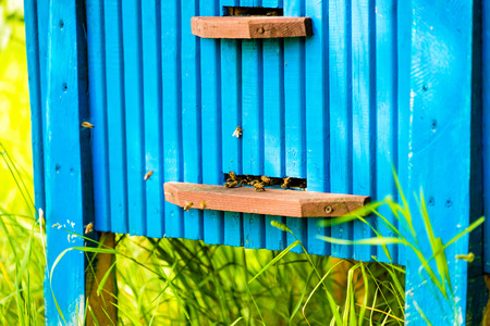 Bees are going in and out of their beehive