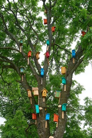 Colorful birdhouses on a big tree. nature protection conceptの写真素材