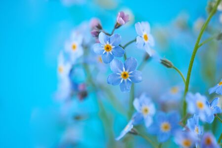 Little blue flowers in vase on colored background. Thin stem, small delicate flowers. Small DOFの写真素材