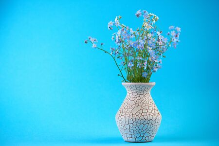 Little blue flowers in vase on colored background. Thin stem, small delicate flowers. Small DOFの写真素材