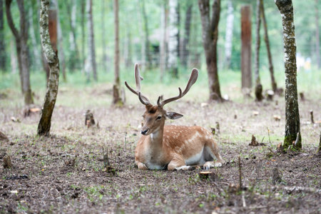 European fallow deer (Dama dama) in the forest. Wild deer stands among the treesの写真素材