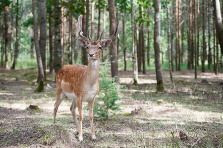 European fallow deer (Dama dama) in the forest. Wild deer stands among the treesの写真素材