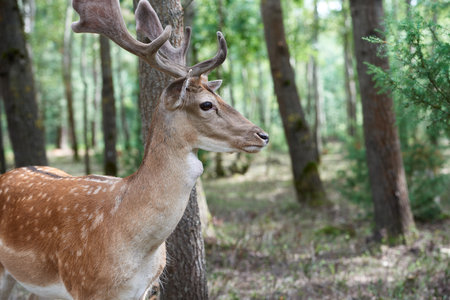 European fallow deer (Dama dama) in the forest. Wild deer stands among the treesの写真素材