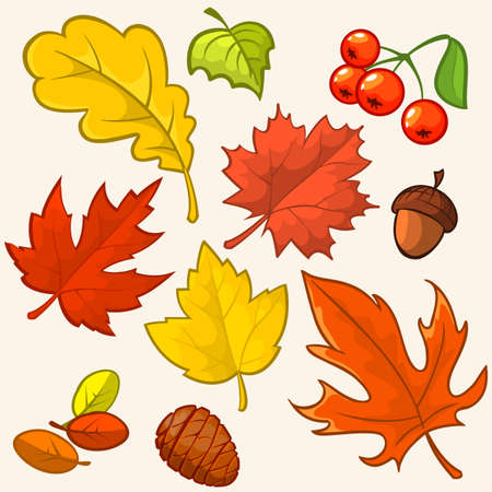 Collection beautiful colourful autumn leaves isolated on white background. vector illustrationのイラスト素材