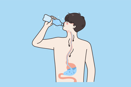 Digestive system and drinking water concept.のイラスト素材